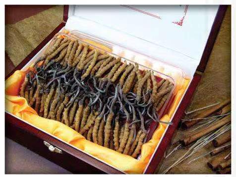 樊城冬虫夏草回收